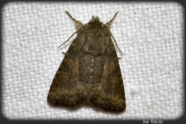 Oligia strigilis/latruncula/versicolor