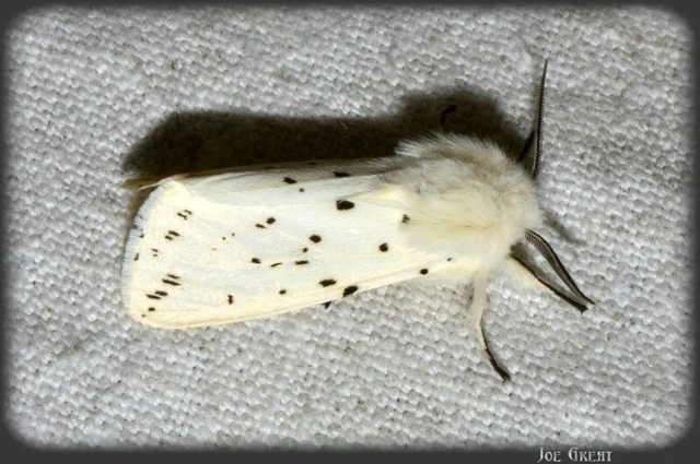 Spilosoma lubricipedum - tejszínű medvelepke