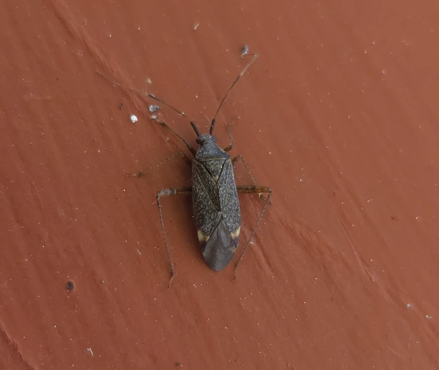Closterotomus fulvomaculatus - komlópoloska