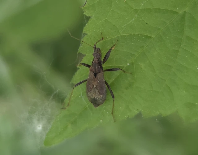 Nabidae - tolvajpoloskák