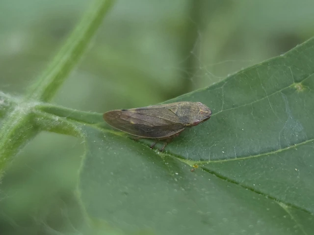 Aphrophora salicina