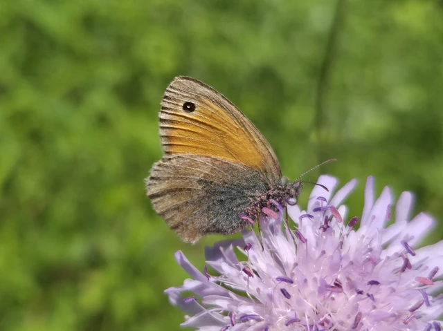 Coenonympha pamphilus - kis szénalepke