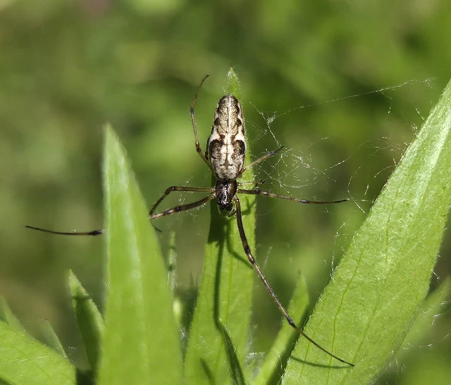 Tetragnatha