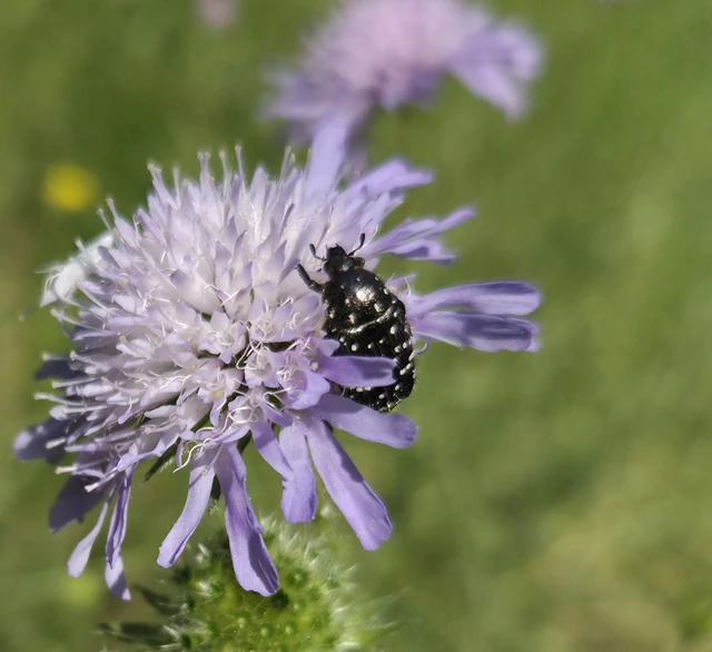 Oxythyrea funesta - sokpettyes virágbogár