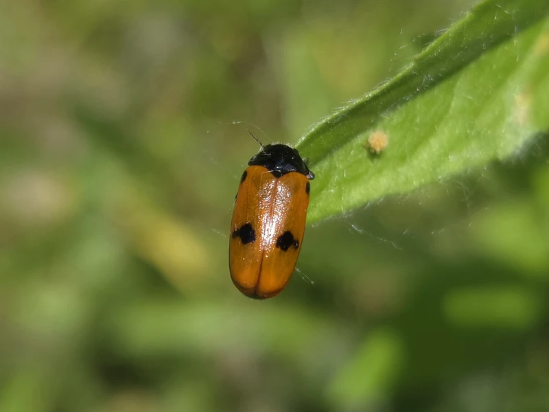 Clytra quadripunctata/appendicina
