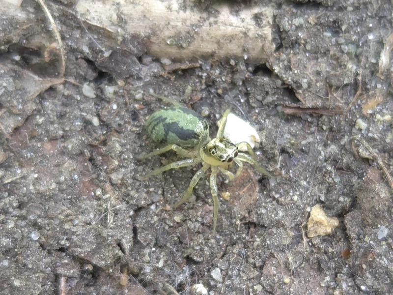 Phintella castriesiana - drávai ugrópók