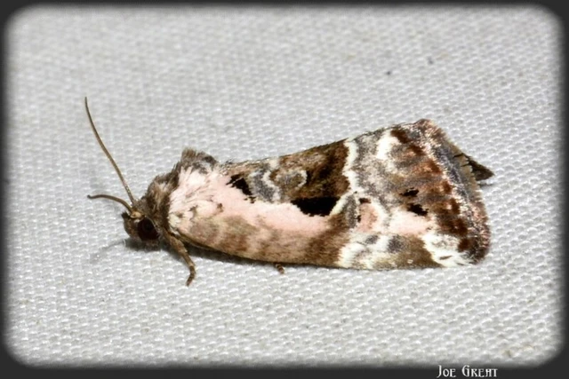 Hapalotis venustula - rózsaszínű mázasbagoly