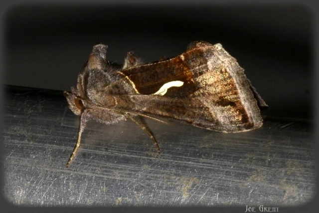 Macdunnoughia confusa - cseppfoltos ezüstbagoly