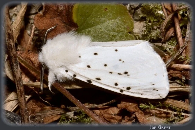 Spilosoma lubricipedum - tejszínű medvelepke