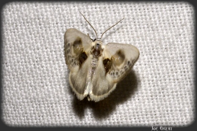 Cilix glaucata - törpe sarlósszövő