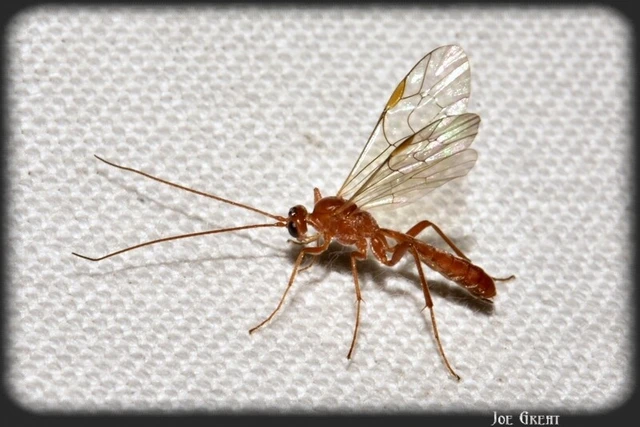 Hymenoptera - Hártyásszárnyúak