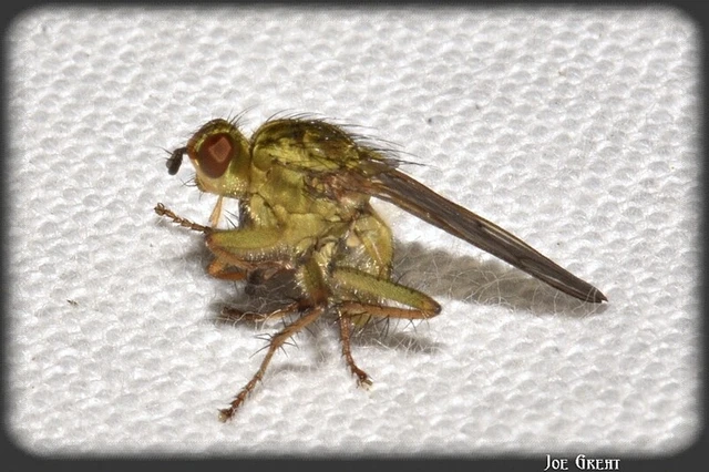 Diptera - Kétszárnyúak