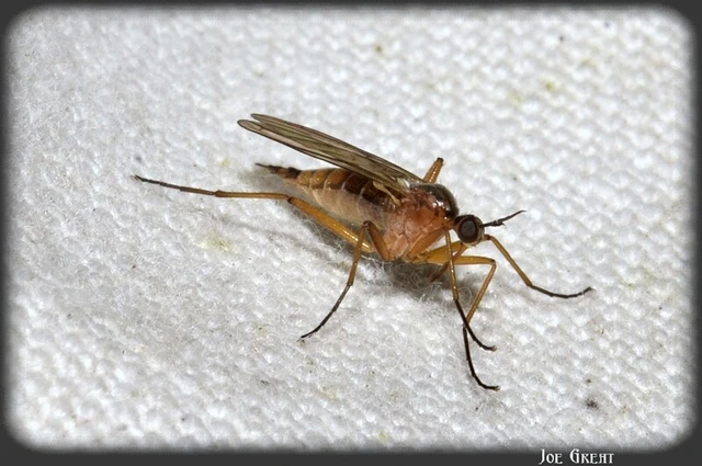 Diptera - Kétszárnyúak
