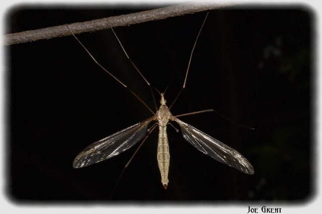 Diptera - Kétszárnyúak