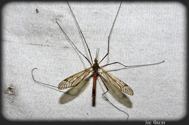 Diptera - Kétszárnyúak