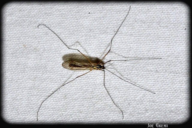 Diptera - Kétszárnyúak