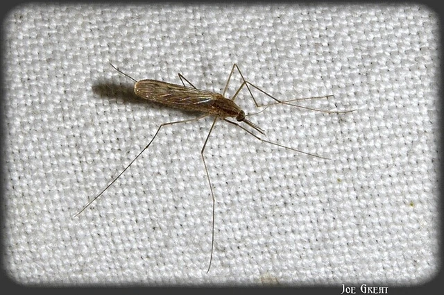 Diptera - Kétszárnyúak