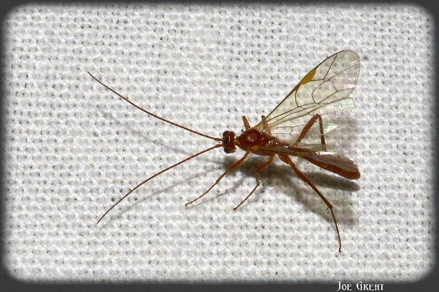 Hymenoptera - Hártyásszárnyúak