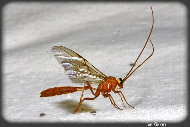Hymenoptera - Hártyásszárnyúak