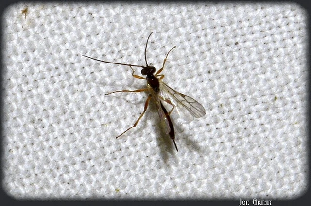 Hymenoptera - Hártyásszárnyúak