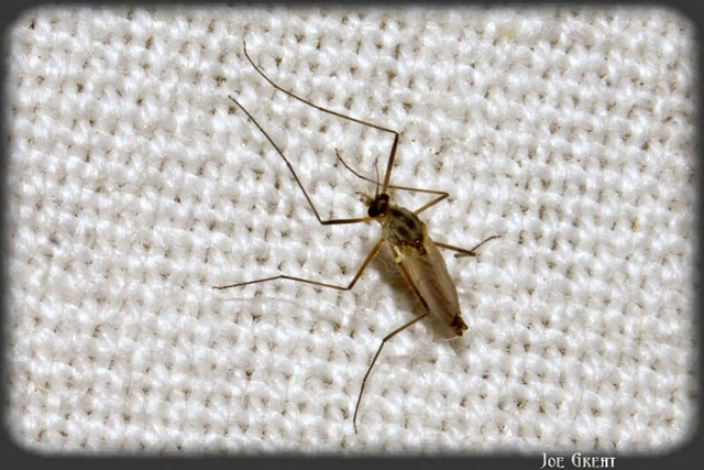 Diptera - Kétszárnyúak
