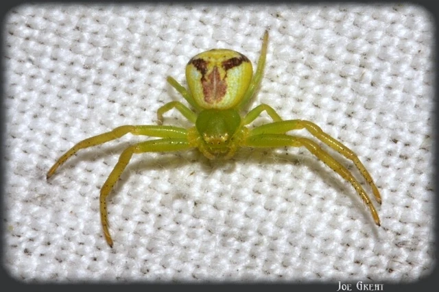 Ebrechtella tricuspidata - alakoskodó karolópók