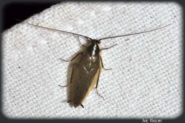 Blattodea - Csótányok Blattodea - Csótányok