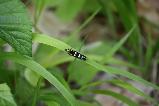 Euplocamus anthracinalis - fésűscsápú korhadékmoly