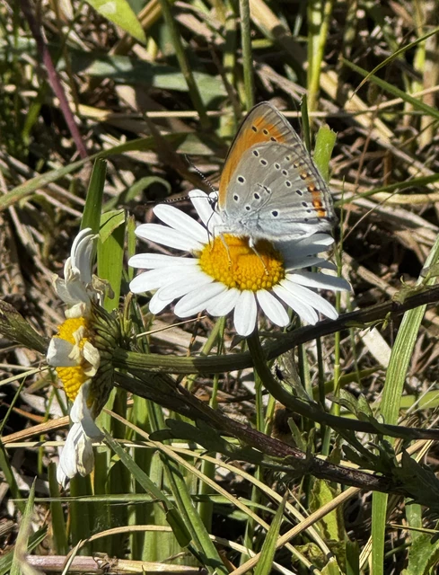 Lycaena dispar rutilus - nagy tűzlepke