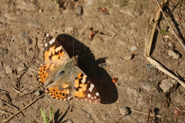 Vanessa cardui - bogáncslepke