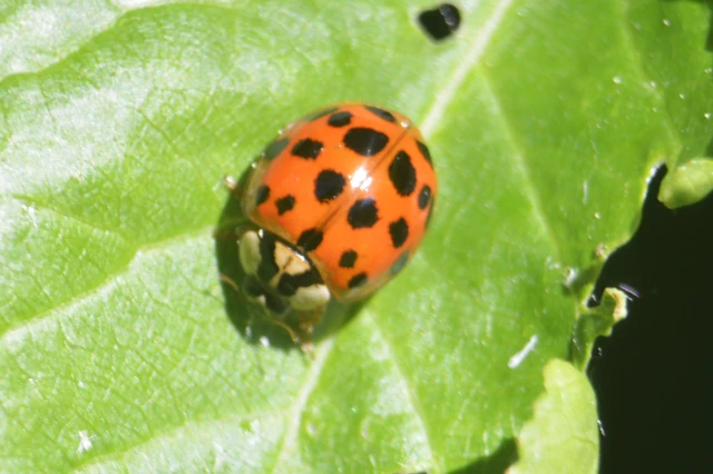 Harmonia axyridis - harlekinkatica