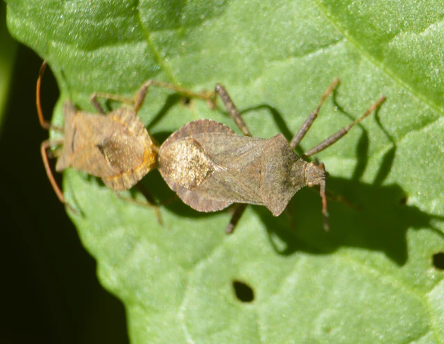 Coreus marginatus - közönséges karimáspoloska