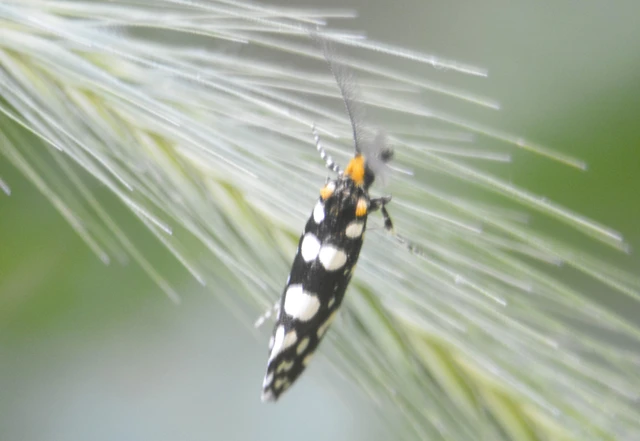 Euplocamus anthracinalis - fésűscsápú korhadékmoly