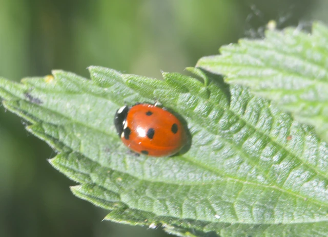 Coccinella septempunctata - hétpettyes katica