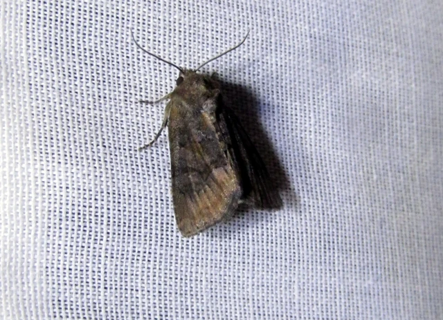 Oligia latruncula - fekete dudvabagoly