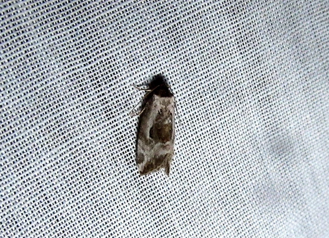 Hapalotis venustula - rózsaszínű mázasbagoly