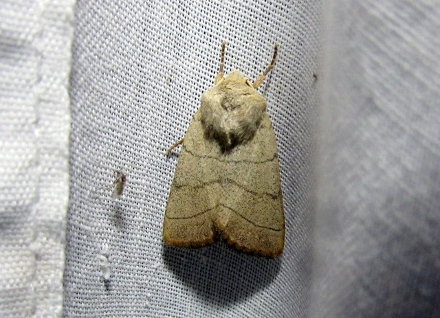 Charanyca trigrammica - háromsávos lombbagoly
