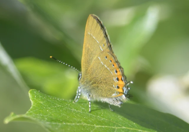 Satyrium pruni - szilvafa-csücsköslepke