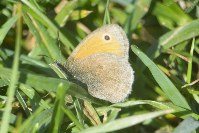 Coenonympha pamphilus - kis szénalepke