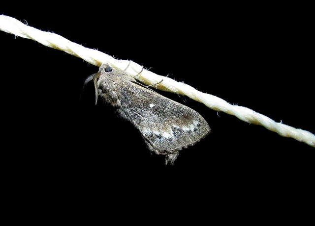 Dendrolimus pini - fenyőpohók
