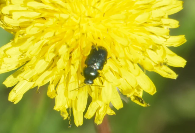 Cryptocephalus violaceus - sötétkék zömökbogár Cryptocephalus violaceus - sötétkék zömökbogár
