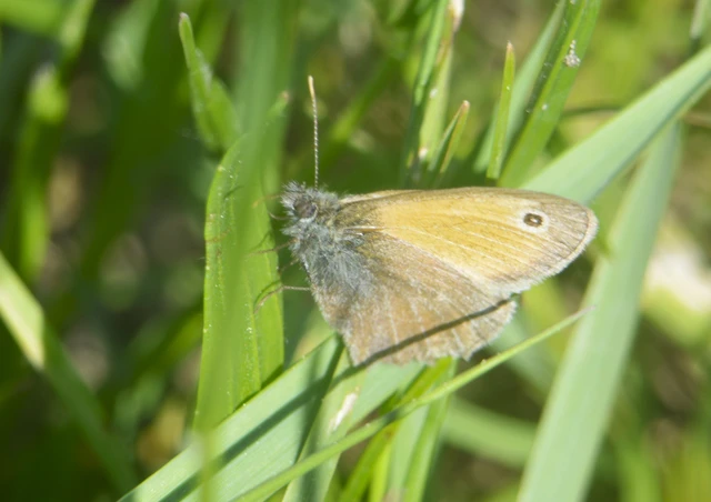 Coenonympha pamphilus - kis szénalepke