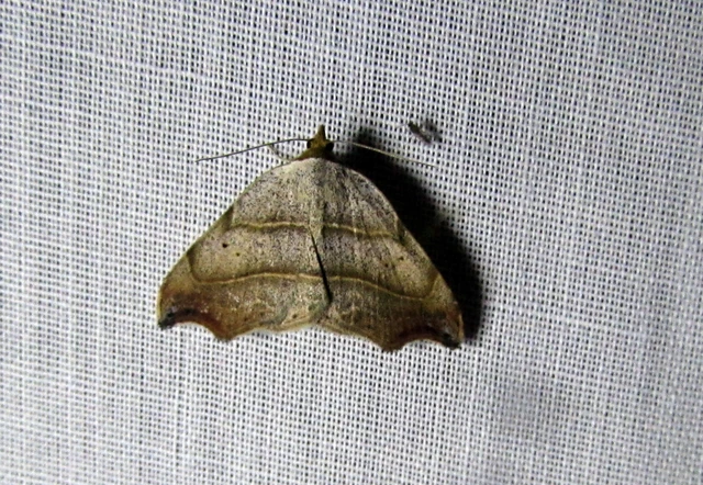Laspeyria flexula - zuzmóbagoly