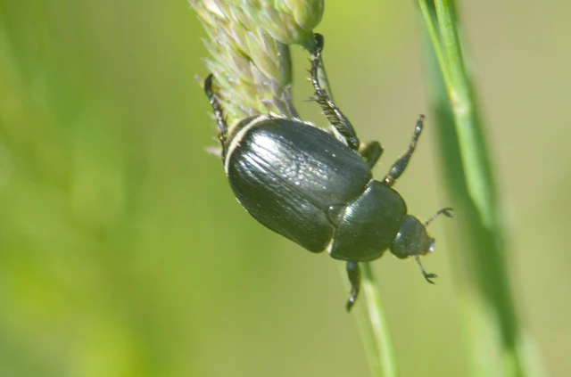Anisoplia lata - széles szipoly Anisoplia lata - széles szipoly