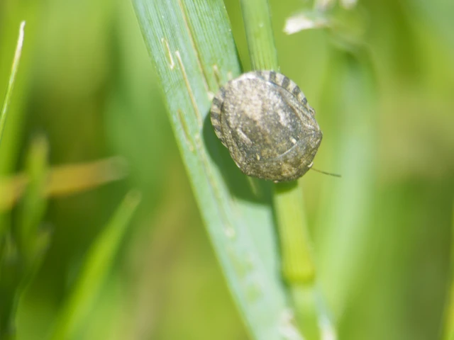 Eurygaster Eurygaster