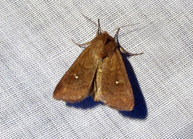Mythimna albipuncta - fehérpettyes rétibagoly