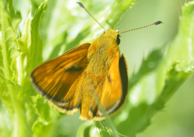 Ochlodes sylvanus - erdei busalepke