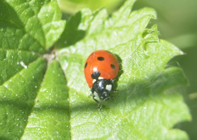 Coccinella septempunctata - hétpettyes katica