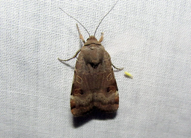 Noctua interposita - köztes sárgafűbagoly
