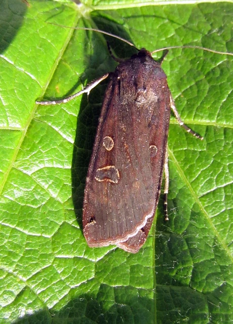 Noctua pronuba - nagy sárgafűbagoly